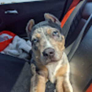 Meet your Posher, Montel